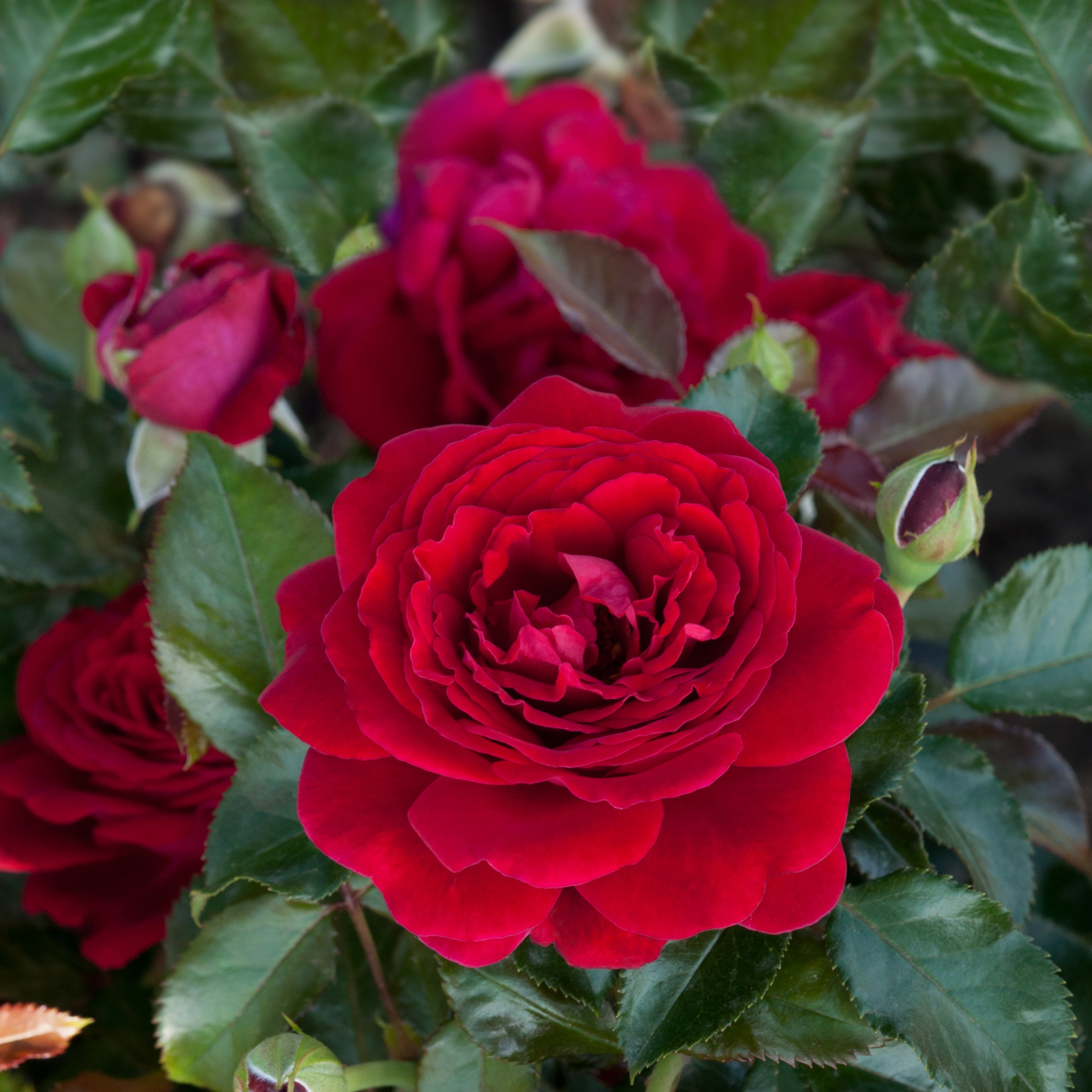 Rosa 'Chic' (Fashion Collection) - Garden Wildlife