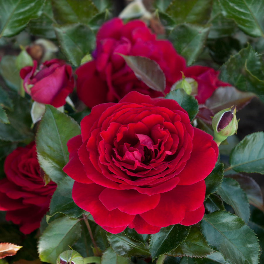 Rosa 'Chic' (Fashion Collection)