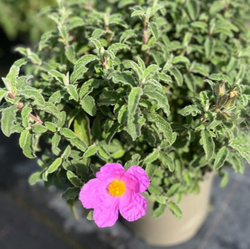 Cistus creticus (Cretan Rockrose)