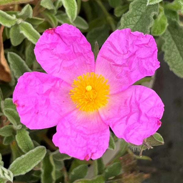 Cistus creticus (Cretan Rockrose)