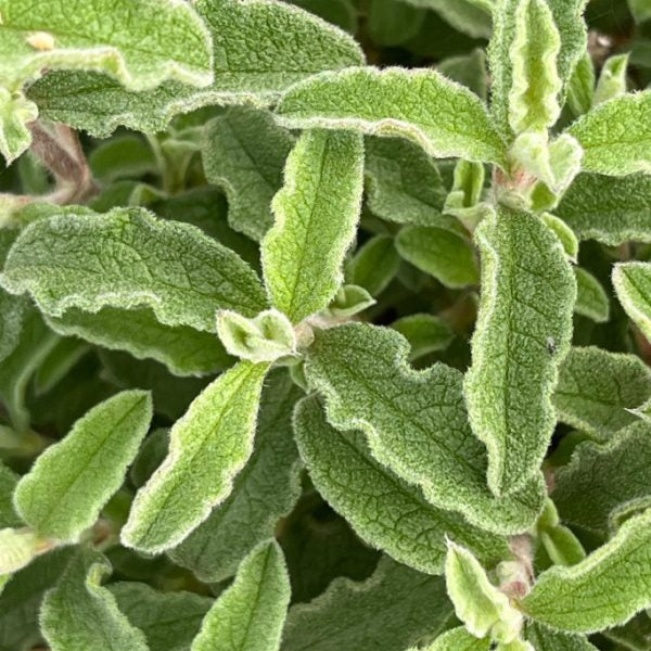Cistus creticus (Cretan Rockrose)