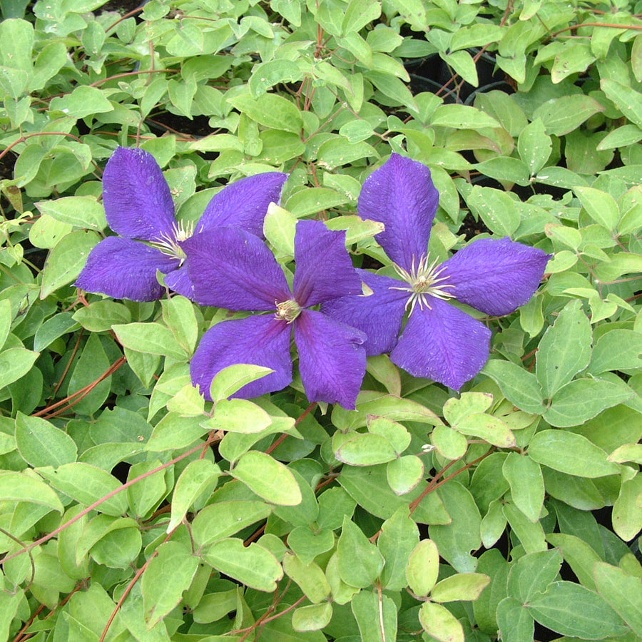 clematis Jackmanii purple flowers in bloom