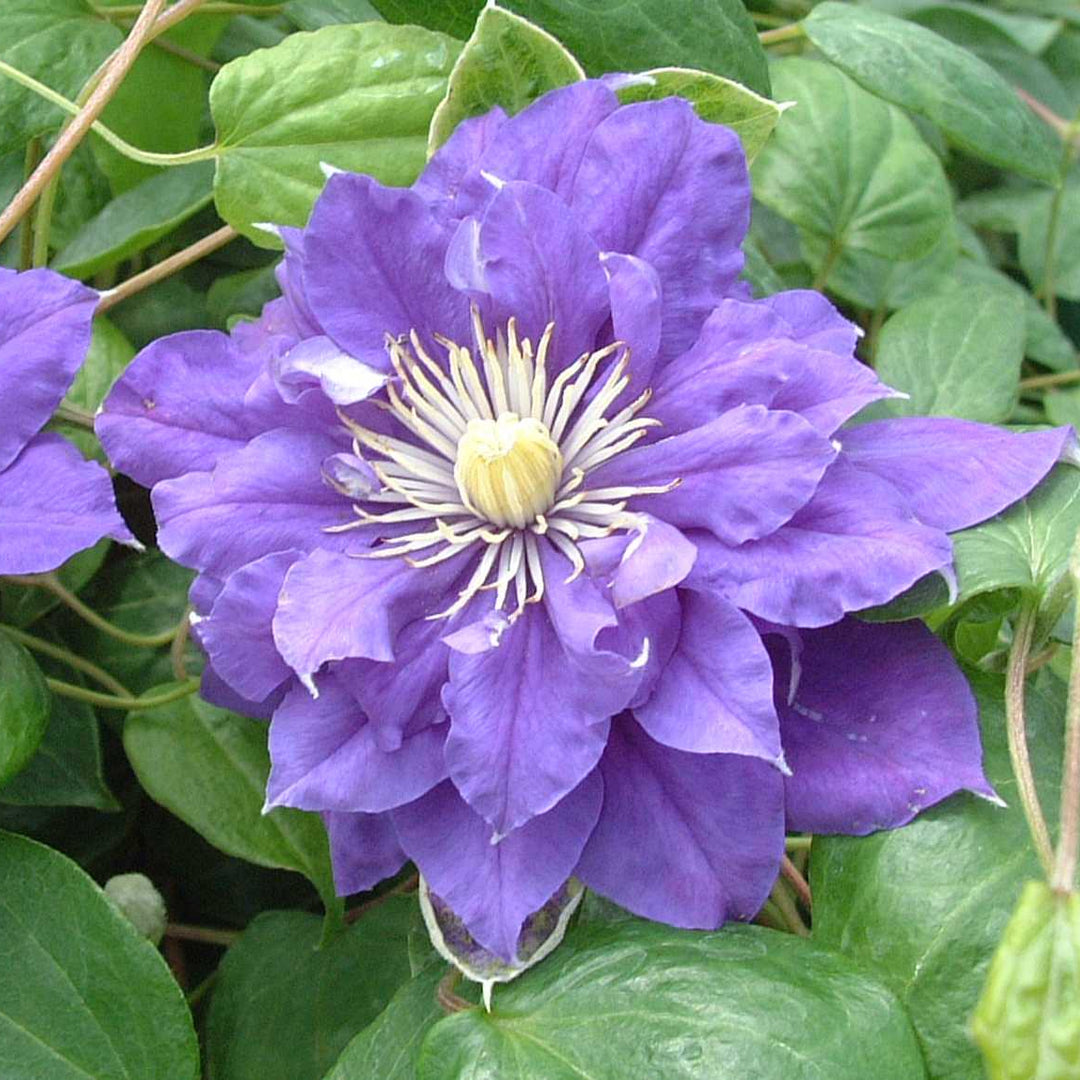 Clematis Kiri Te Kanawa purple flower in bloom