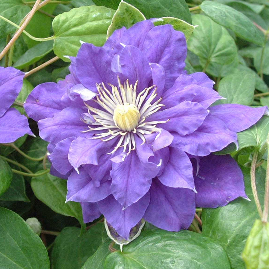 Clematis Kiri Te Kanawa purple flower in bloom