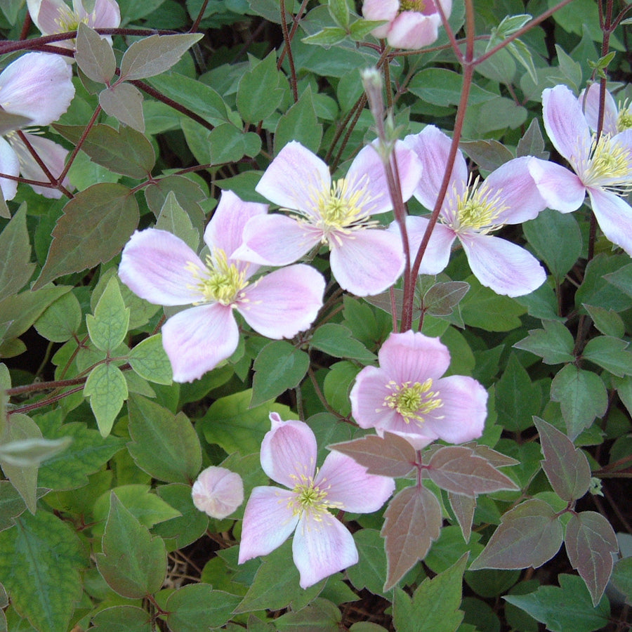 Clematis Monet Gothenburg pink flowers blooming