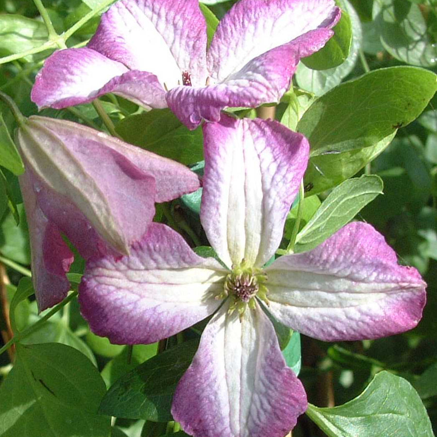 Clematis 