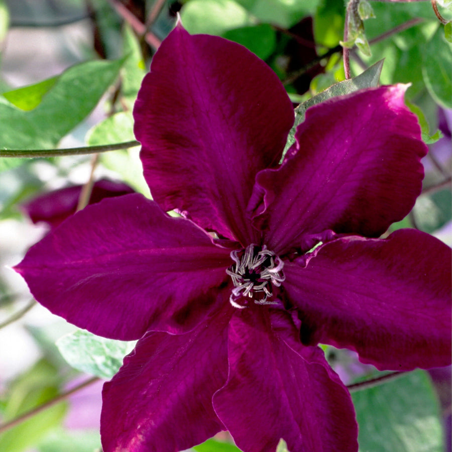 Amethyst beauty, pink and purple flower