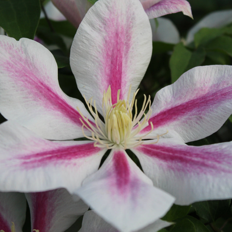 Clematis 'Andromeda'