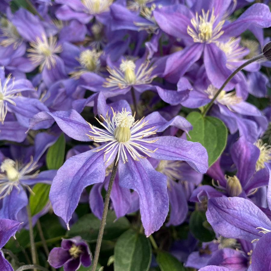 Clematis 'Arabella'