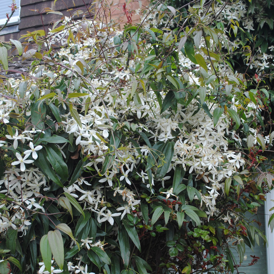 Armandii hanging white flowers on wall