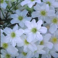 Avalanche white flowers with yellow centres 