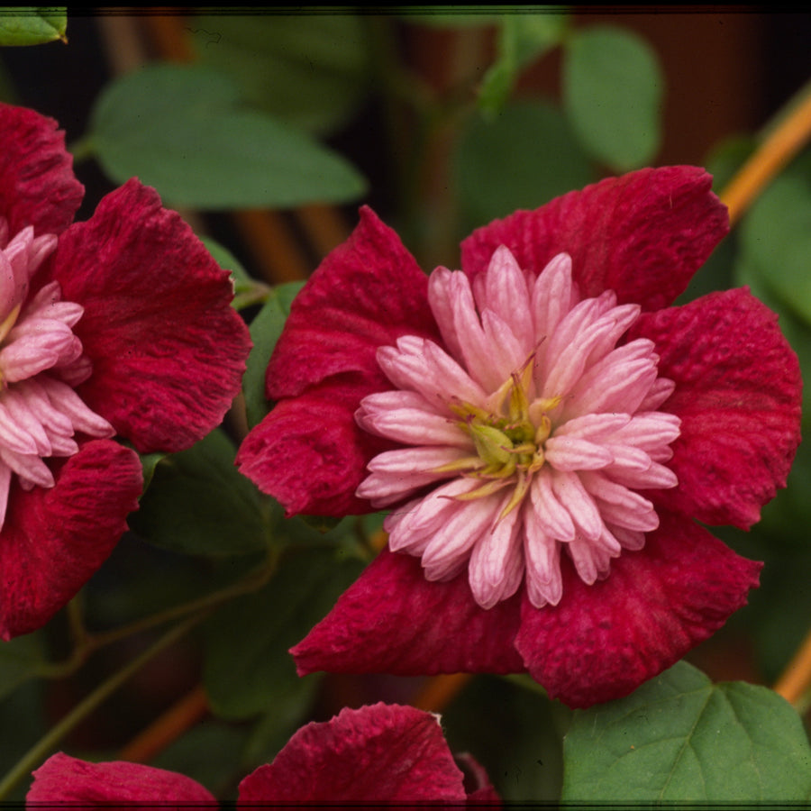 Clematis 'Avant Garde' (Evipo033)