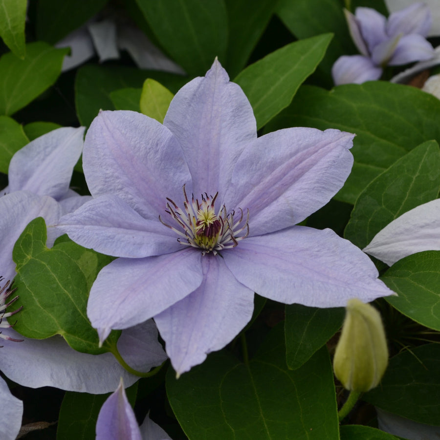 Clematis 'Bernadine' (Evipo061)