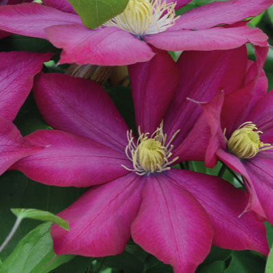 Clematis 'Bourbon' (Evipo018)