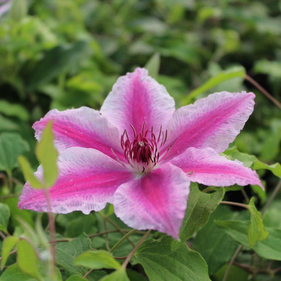 Clematis 'Carnaby'