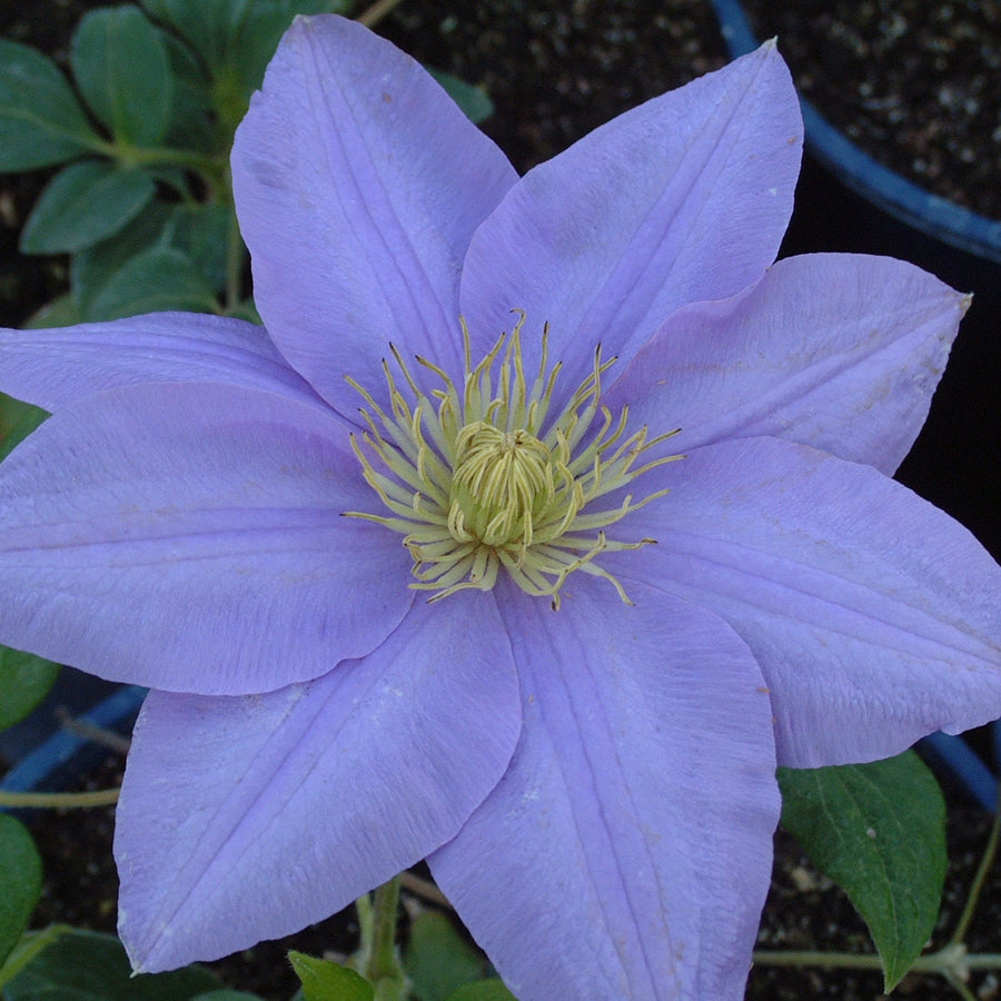 Clematis 'Cezanne' (Evipo023)