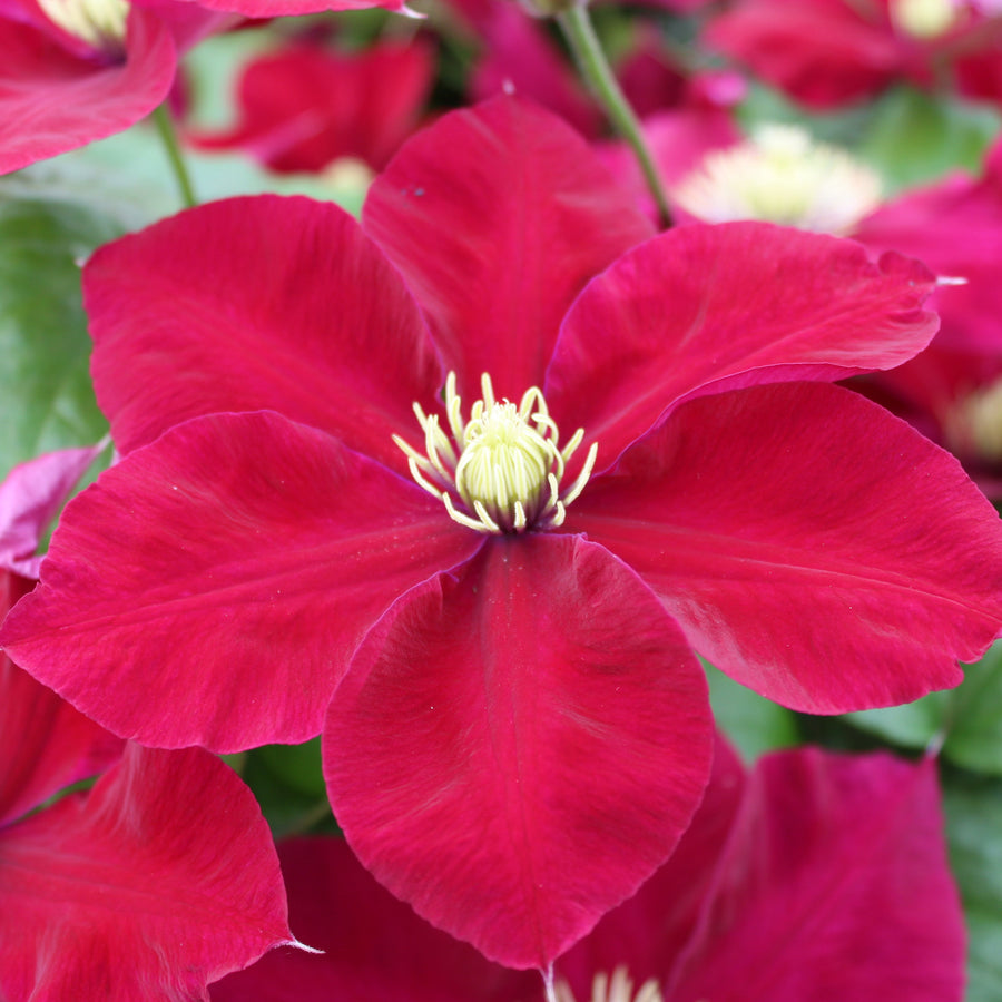 Clematis 'Charmaine' (Evipo022)