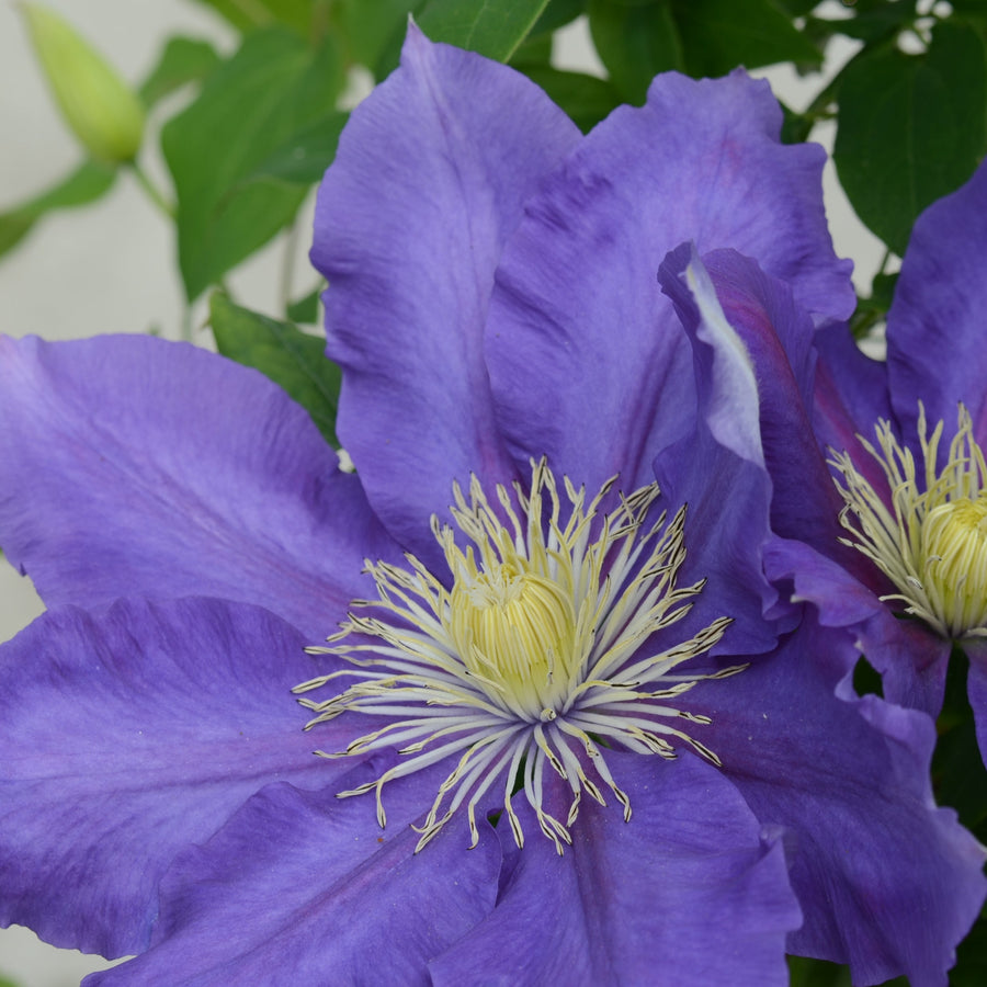 Clematis 'Chevalier' (Evipo040)