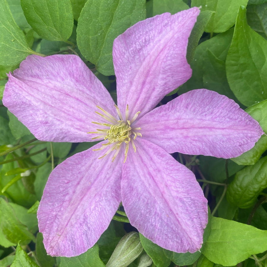 Clematis 'Comtesse De Bouchaud'