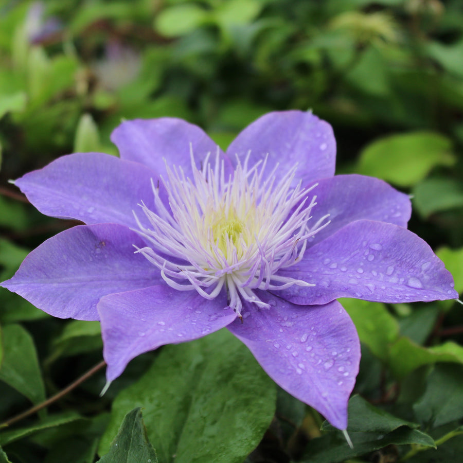 Clematis 'Crystal Fountain' (Evipo038)