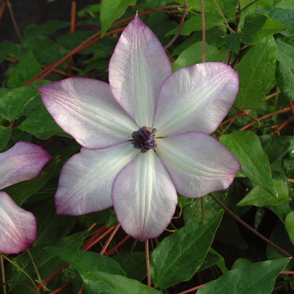 Clematis 'Fond Memories'