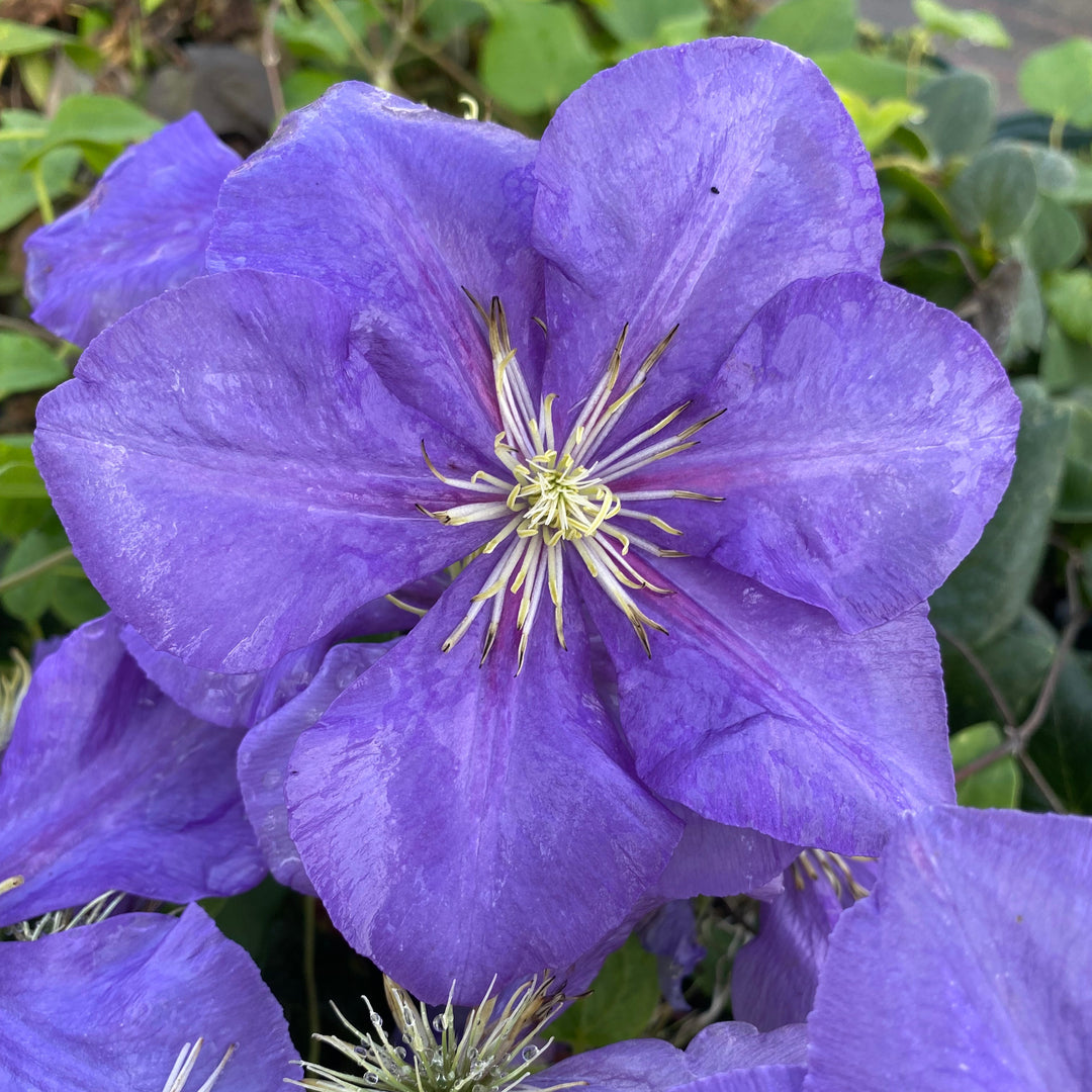 Clematis 'General Sikorski'
