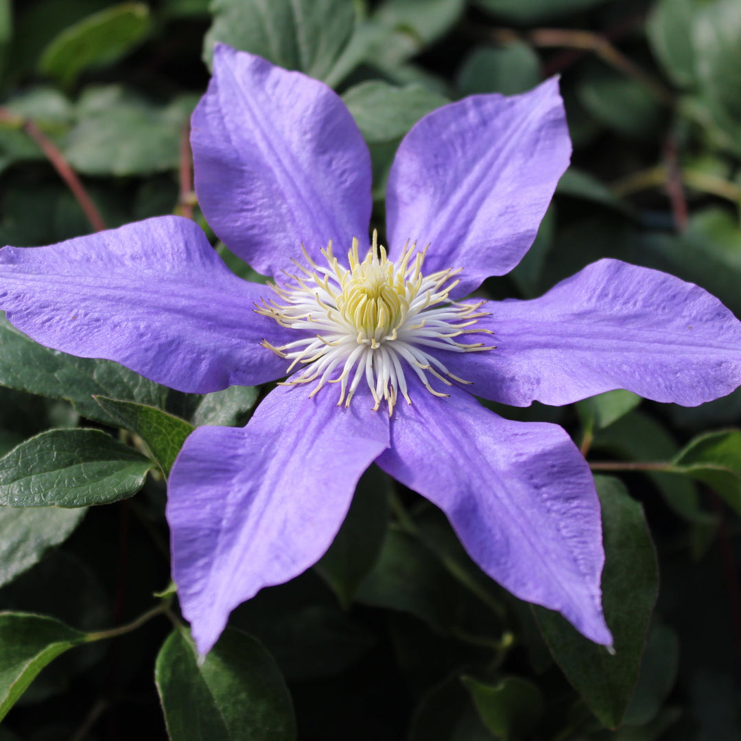 Clematis 'H.F. Young'