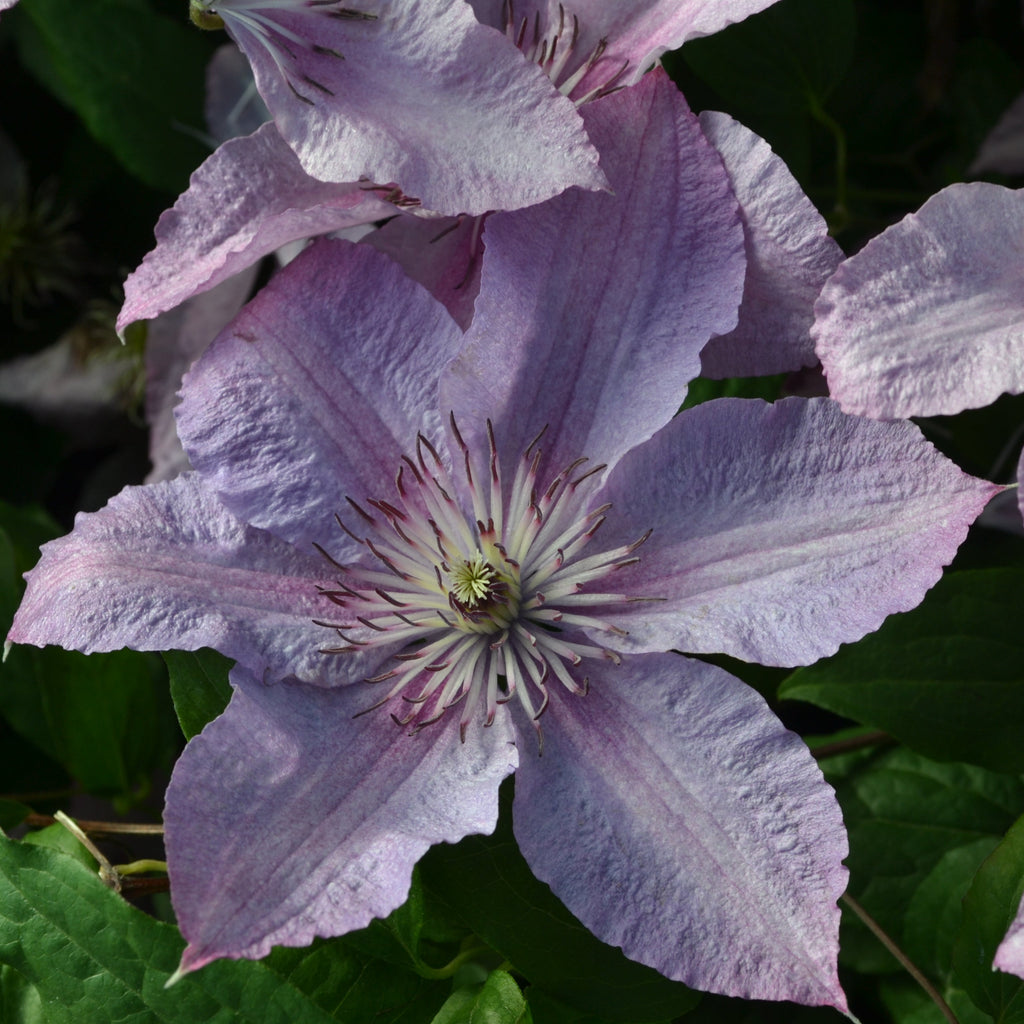 hagley hybrid clematis plant Clematis 'Hagley Hybrid'