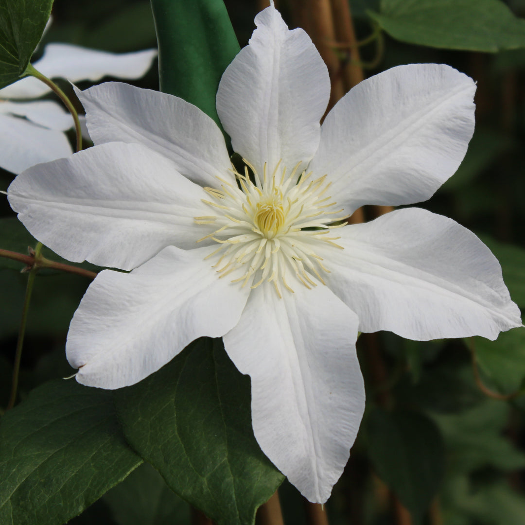 Clematis 'Ice Blue' (Evipo003)