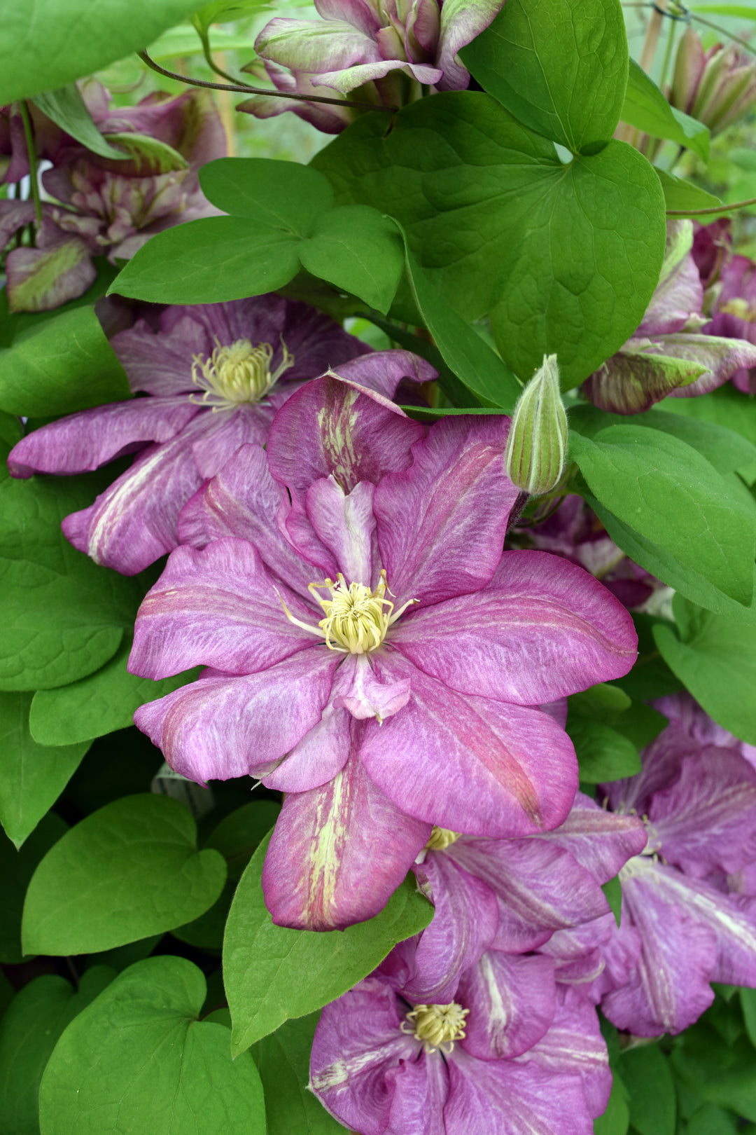 Clematis 'Innocent Glance' flowing with pink petals