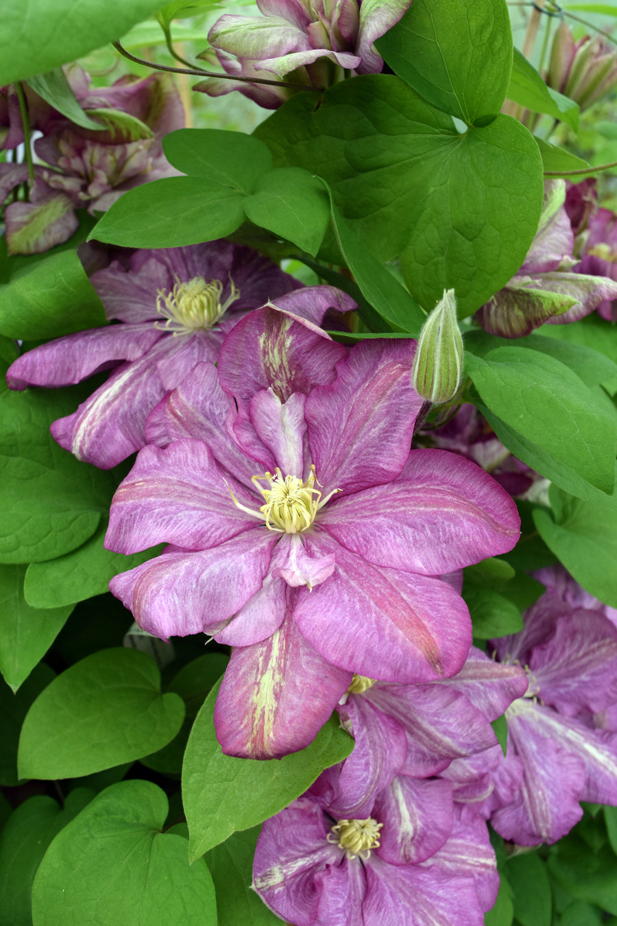 Clematis 'Innocent Glance' flowing with pink petals