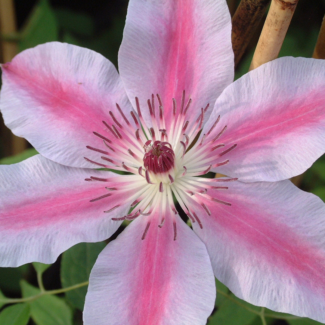 Clematis 'Nelly Moser'