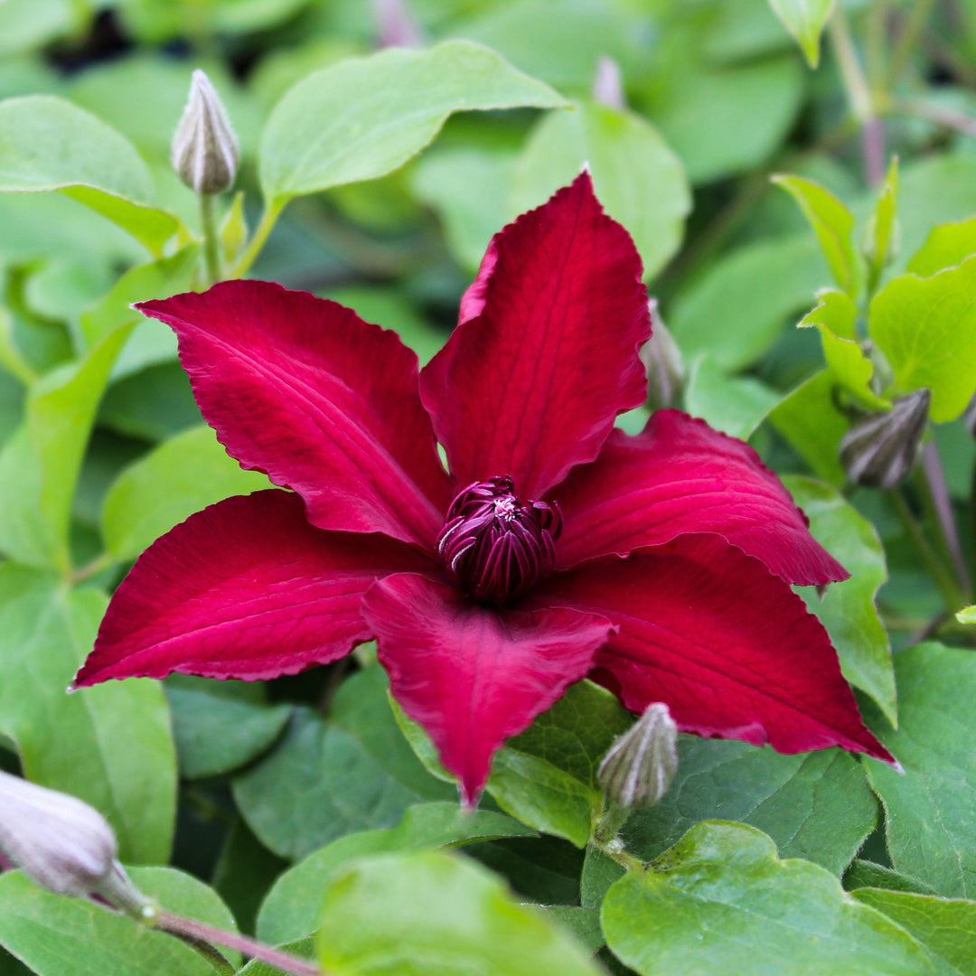 Clematis 'Nubia' (Evipo079)