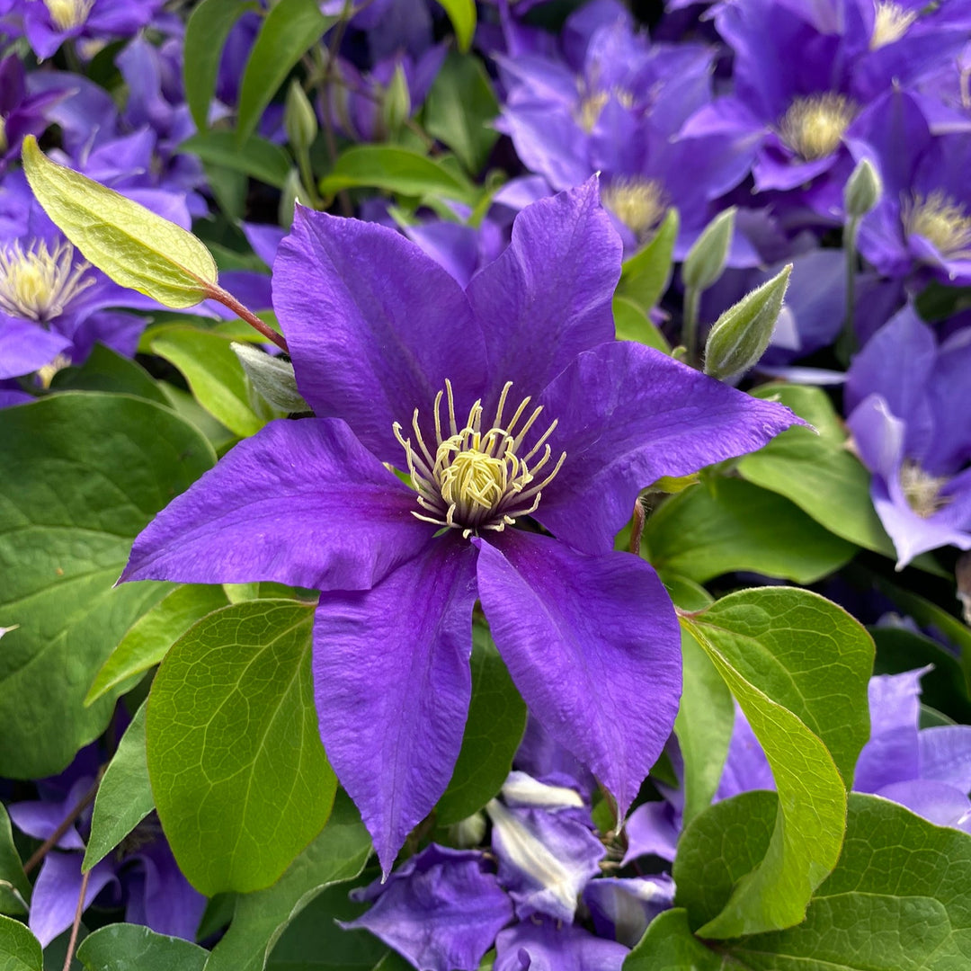Clematis 'Olympia' (Evipo099)