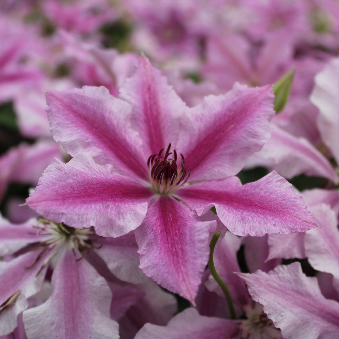 Clematis 'Ooh La La' (Evipo041)