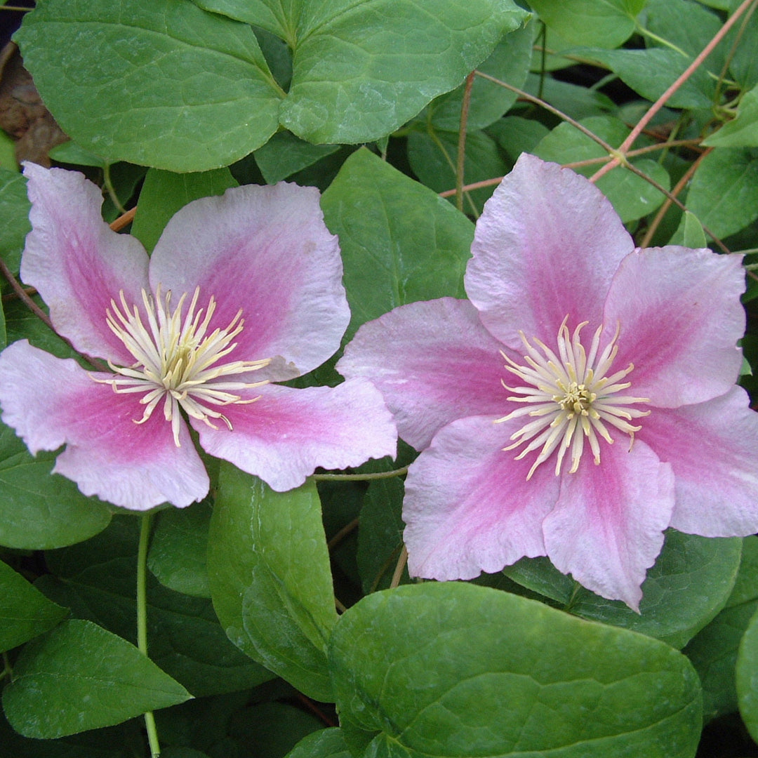 Clematis 'Piilu'