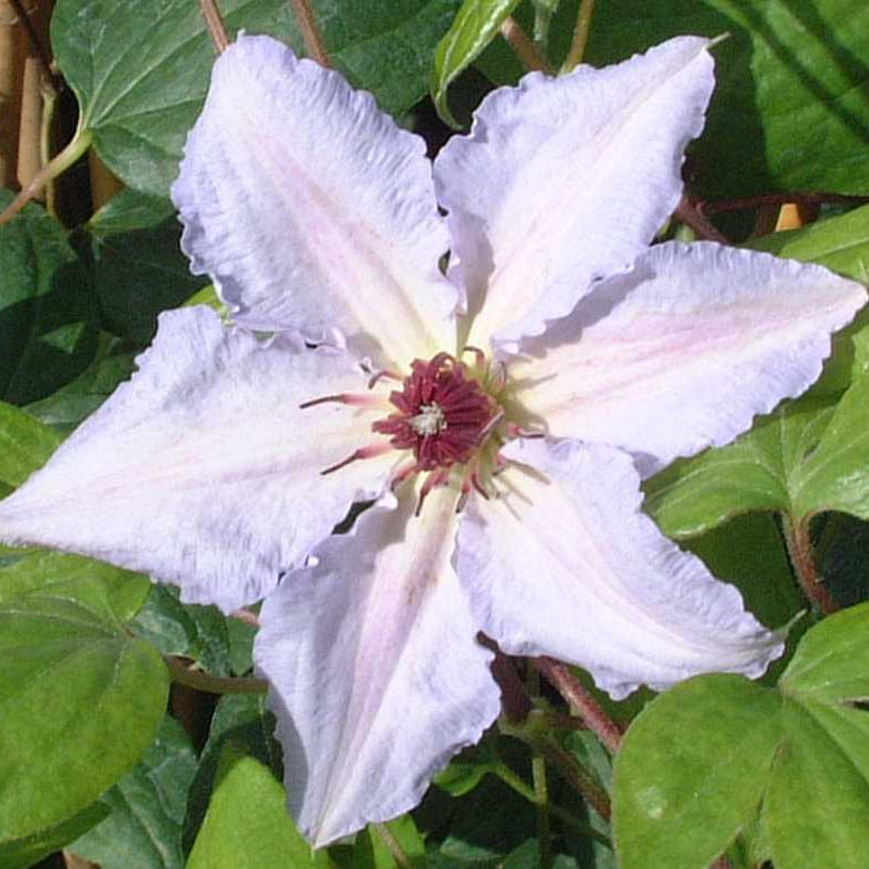 Clematis 'Silver Moon'
