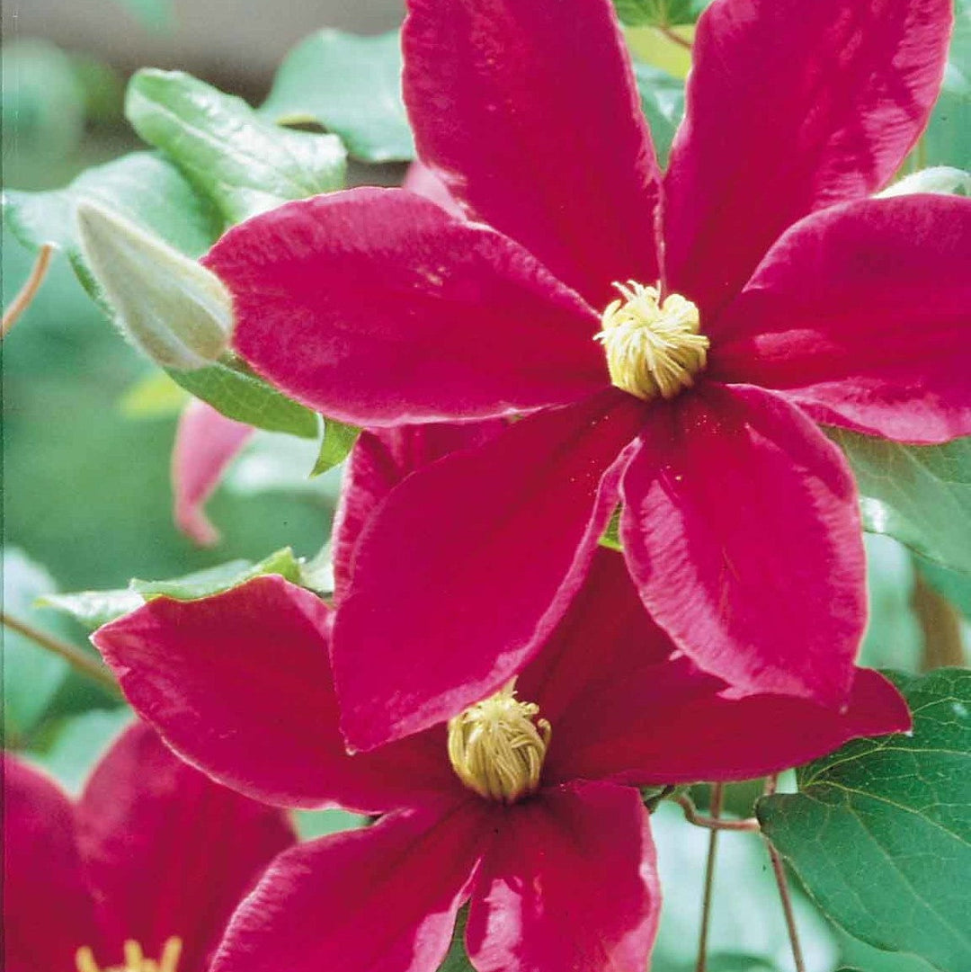 Clematis 'Sunset'