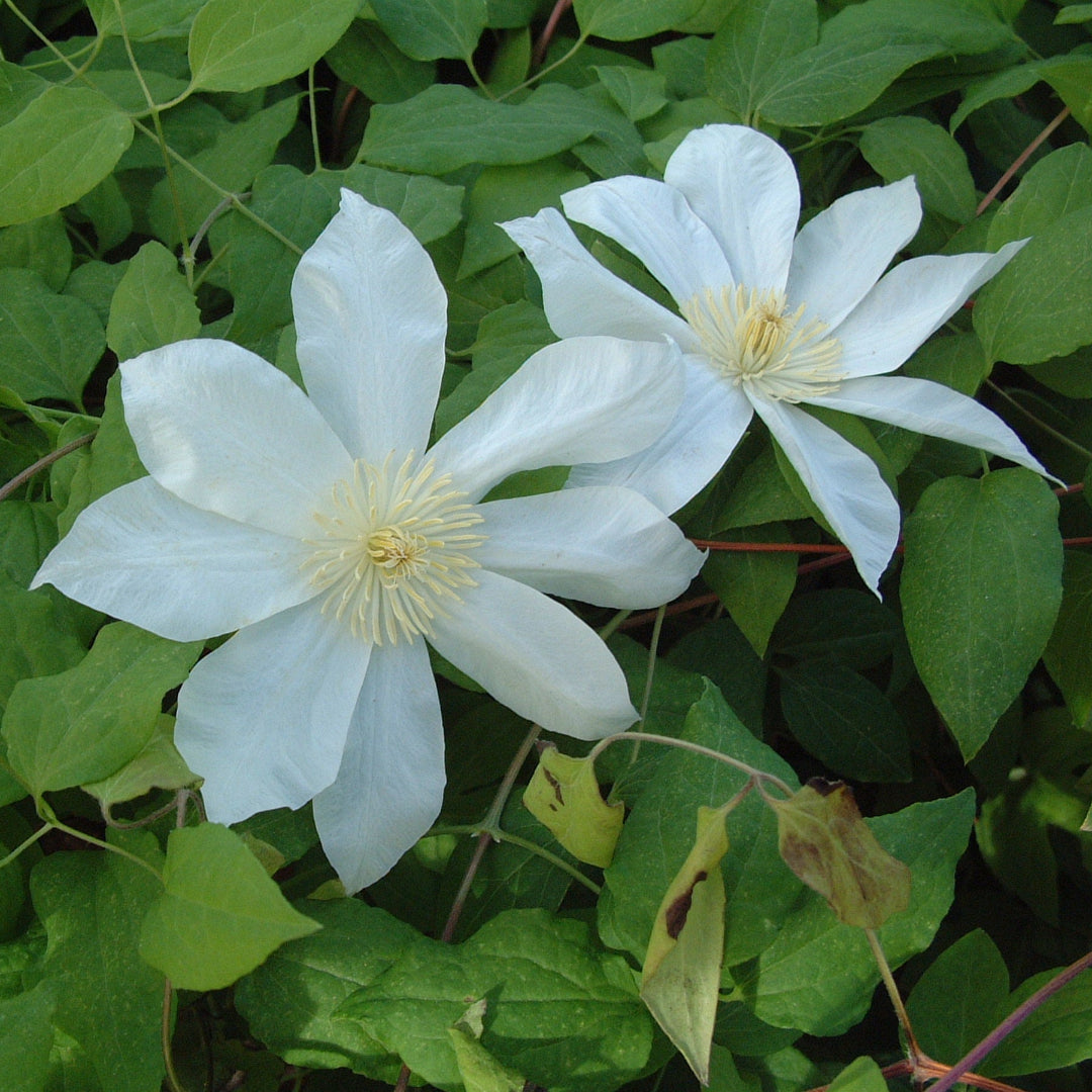 Clematis patens 'Wadas Primrose' flowering with white petals