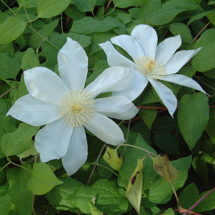 Clematis patens 'Wadas Primrose' flowering with white petals