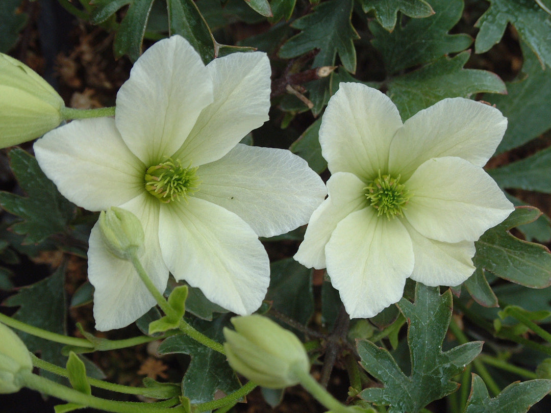 Early Sensation cream flower with green centre 