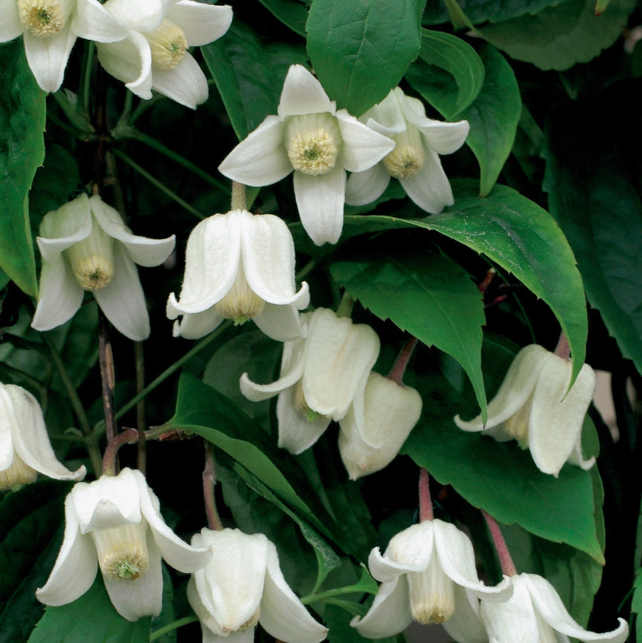 Clematis_clarkeana_Winter_Beauty_5 - hanging white flowers with yellow corn like centre