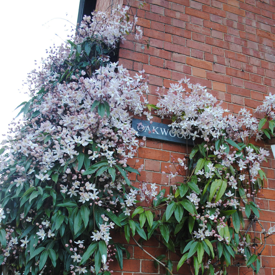 Appleblossom, pink and white hanging flowers. 