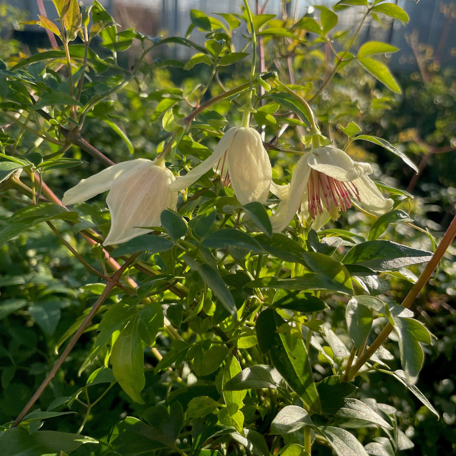 Christmas surprise hanging white plant with pink stamens