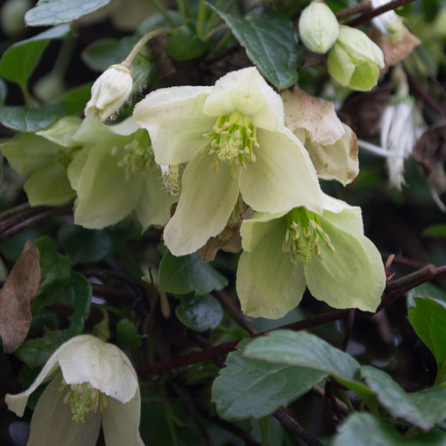 ClematiscirrhosaJingleBells yellow hanging flowers with bright yellow stamens