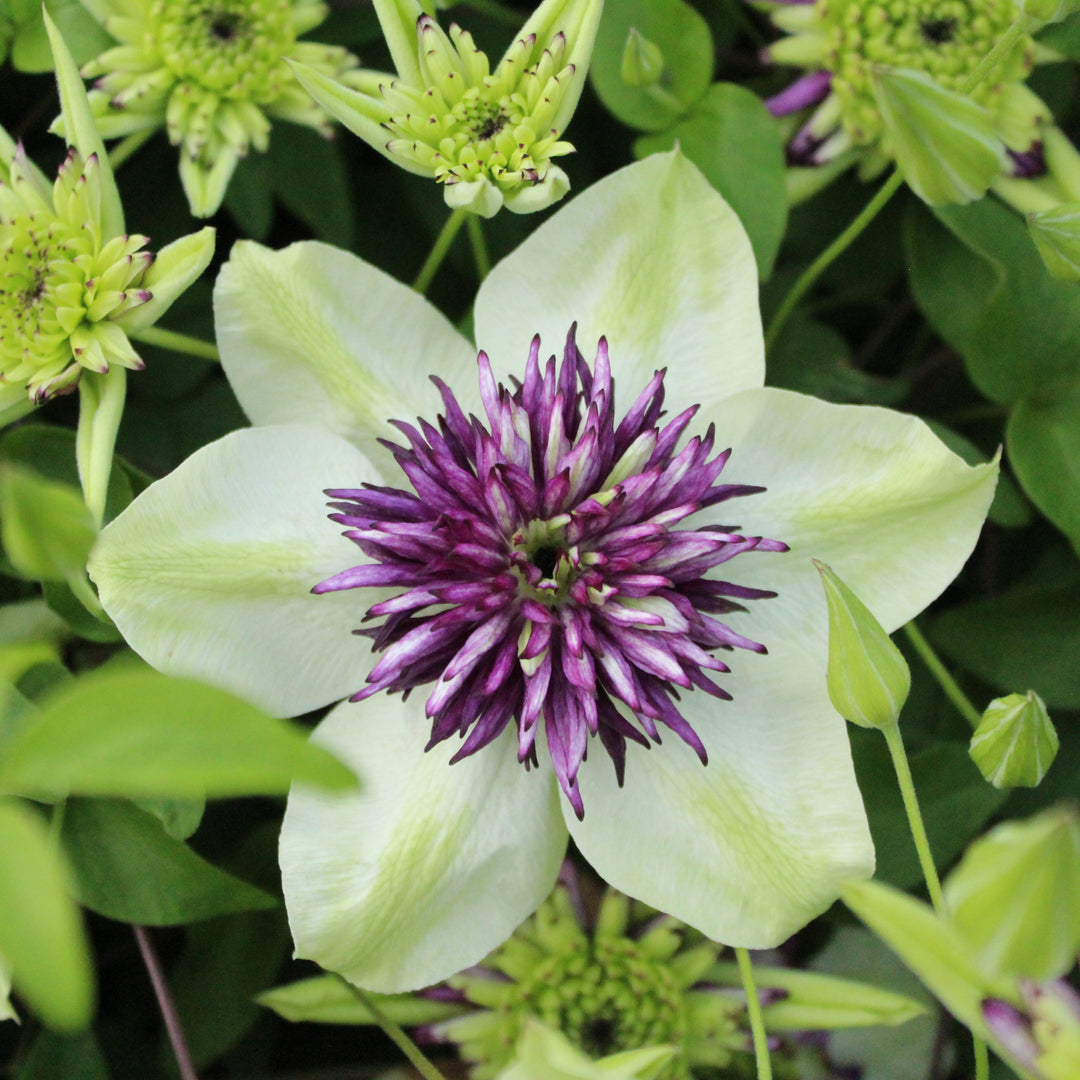 Clematis florida 'Viennetta' (Evipo006)