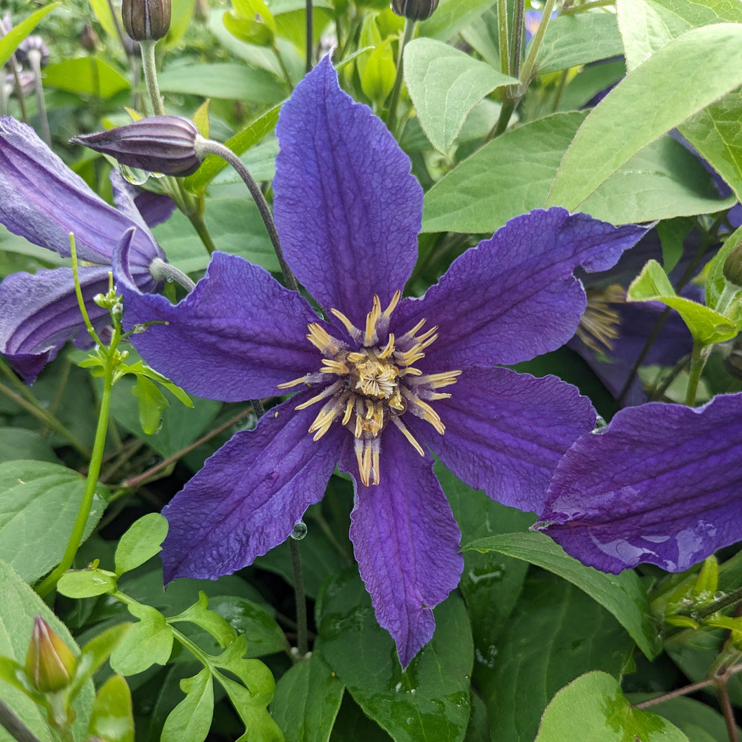 Clematis integrifolia 'Ashton'