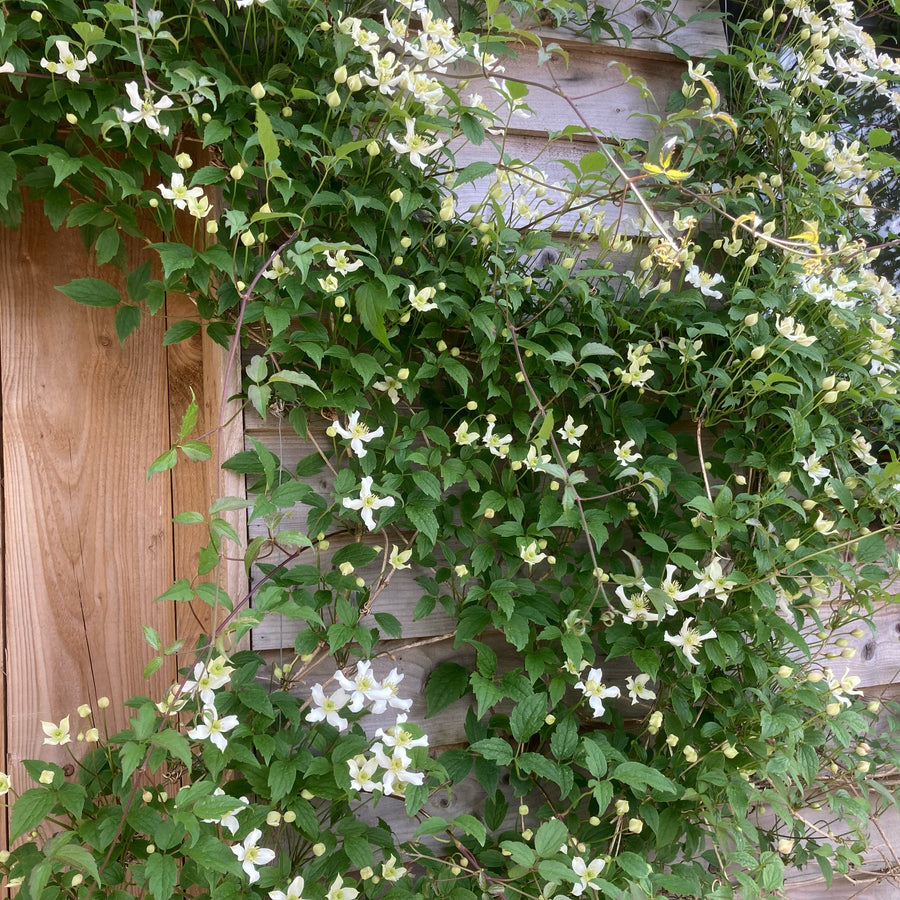 Clematis Montana 'Hazel Lotus' flowering with cream petals