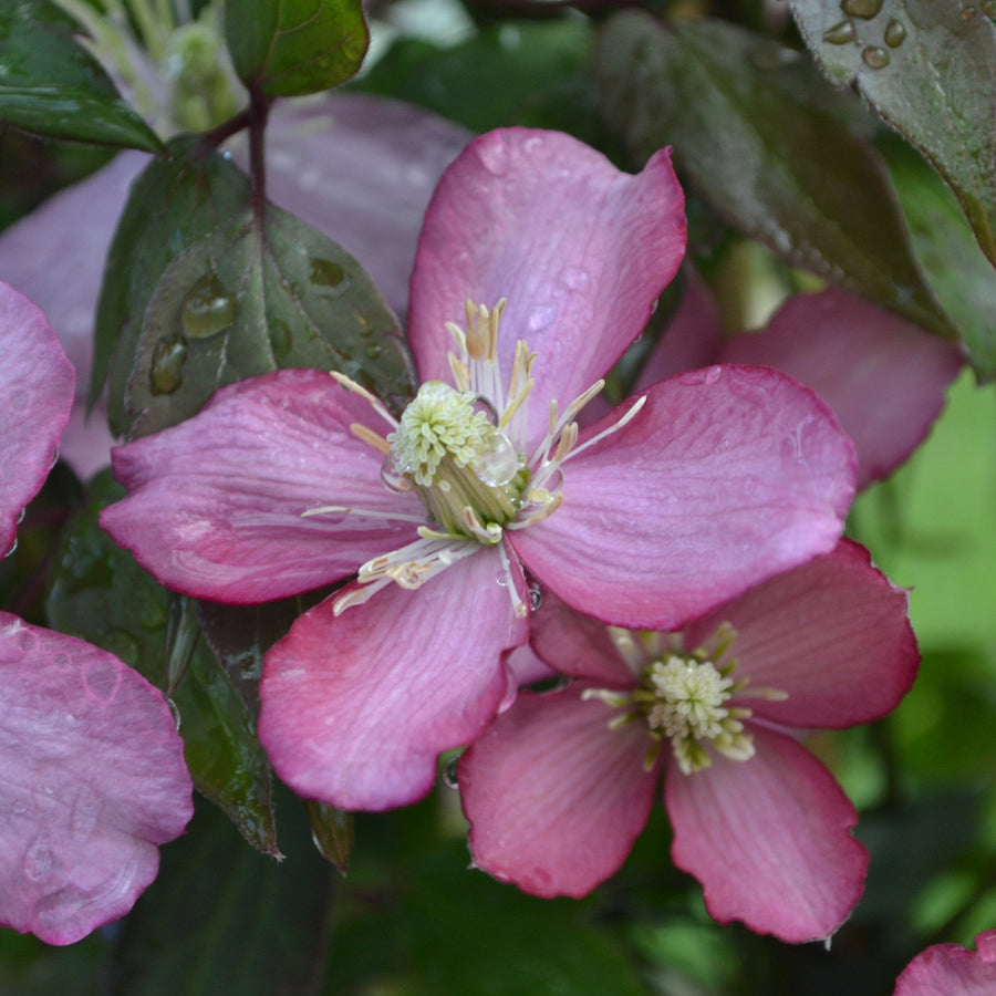 Clematis montana vedrariensis 'Highdown' flowering with pink red petals