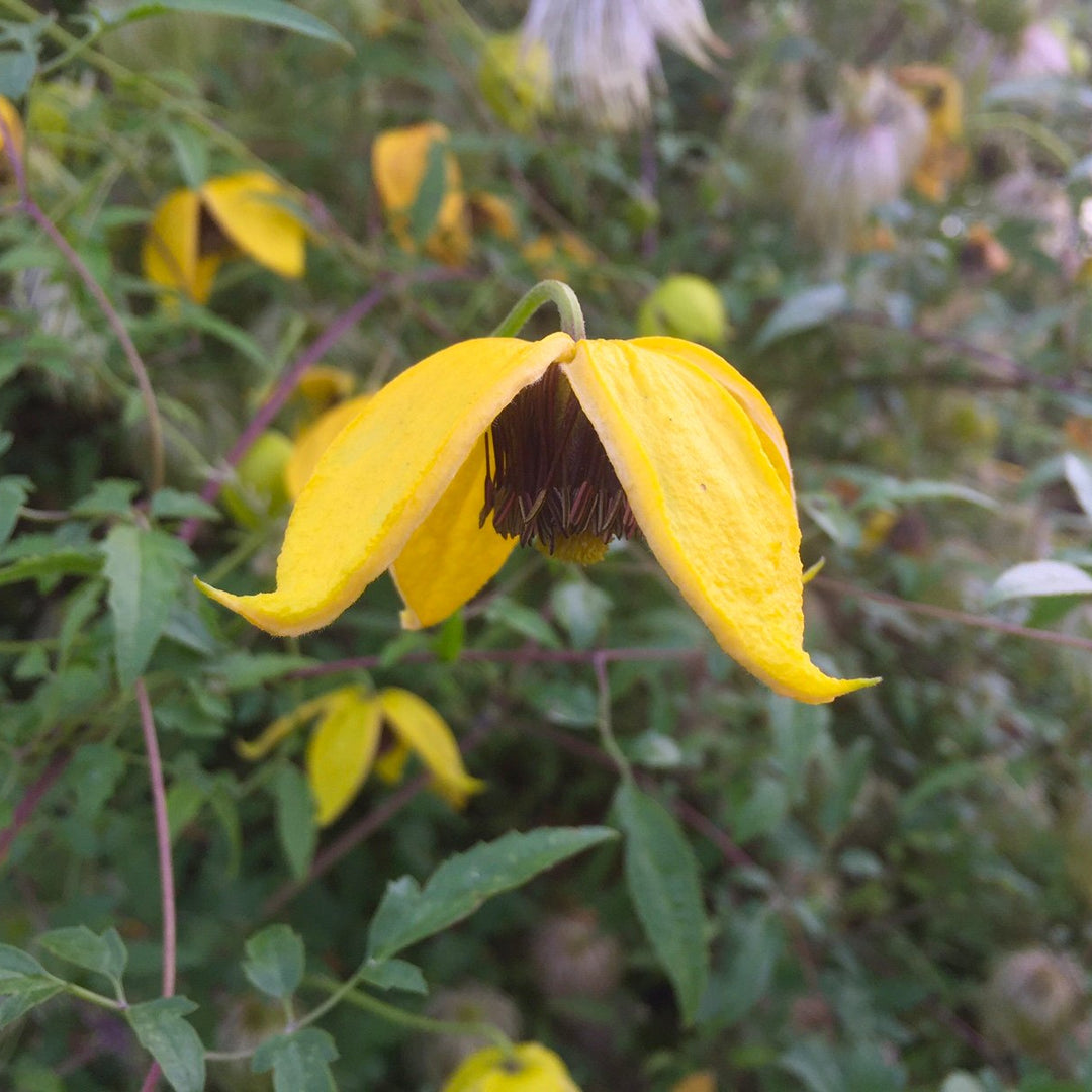 Hanging yellow plant with dark centre, 